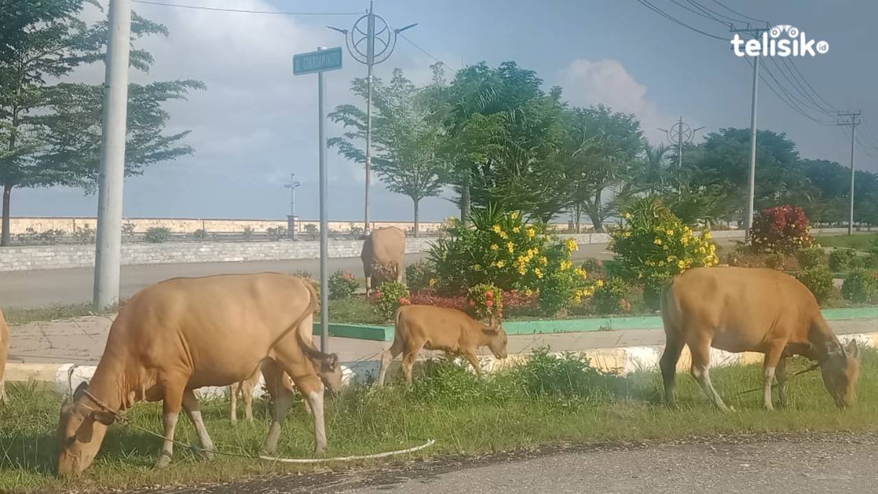 Ternak Sapi Zona Merah PMK Tak Diizinkan Melintasi Kolaka Utara