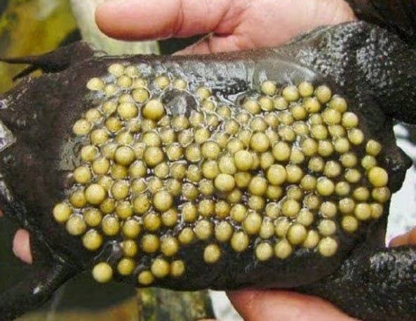 Uniknya 5 Bentuk Telur Hewan Ini