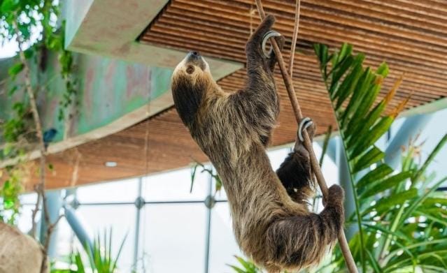 5 Fakta Penyebab Kungkang Lambat Bergerak