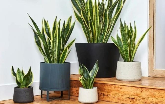 5 Tips Sederhana Antisipasi Ular Masuk Rumah di Musim Penghujan