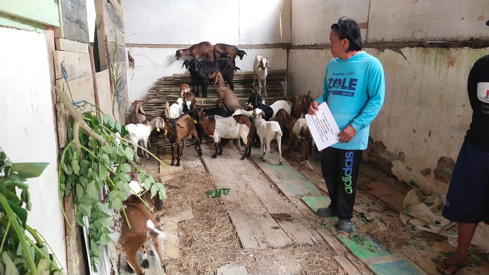 7 Kelompok Peternak di Konawe Terima Ratusan Bantuan Kambing