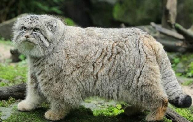 Deretan Fakta Kucing Pallas yang Terancam Punah