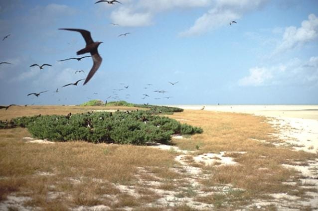 Deretan Fakta Pulau Pasir yang Diperebutkan Australia-Indonesia