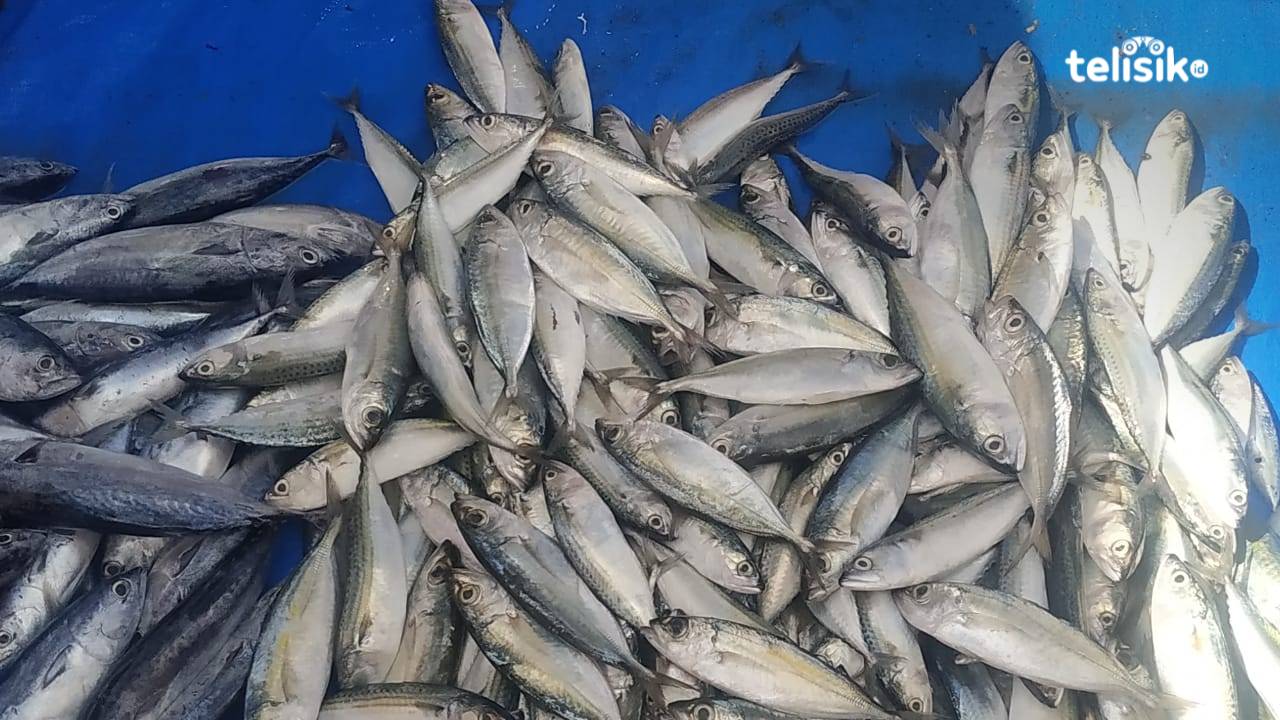 Harga Ikan Kendari Turun di Tengah Lonjakan BBM