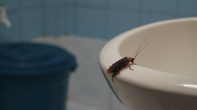 Hewan Ini Bisa Hidup Tanpa Kepala Selama 9 Hari