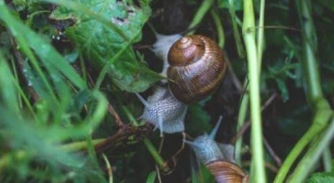 Hewan Ini Bisa Tidur Hingga 3 Tahun