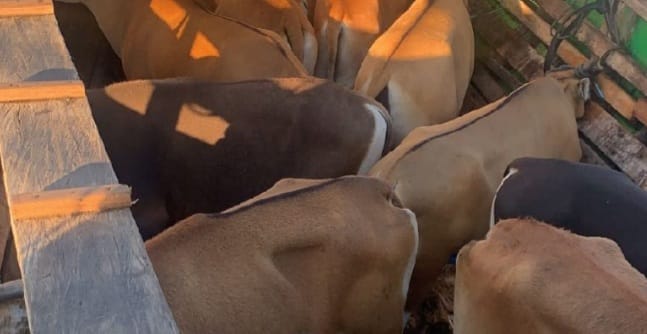 Muat 16 Ekor Sapi Ilegal ke Bima, Pelaku dan Perahu Motor Diamankan Polisi