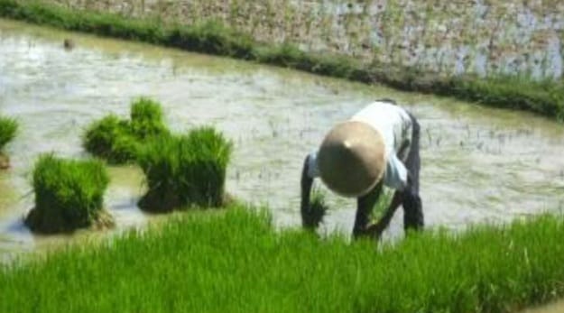 Musim Hujan Belum Merata, Petani Diminta Tak Buru-buru Menanam