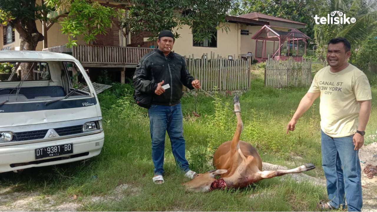 Pencuri Sapi Pakai Senjata Api Resahkan Warga