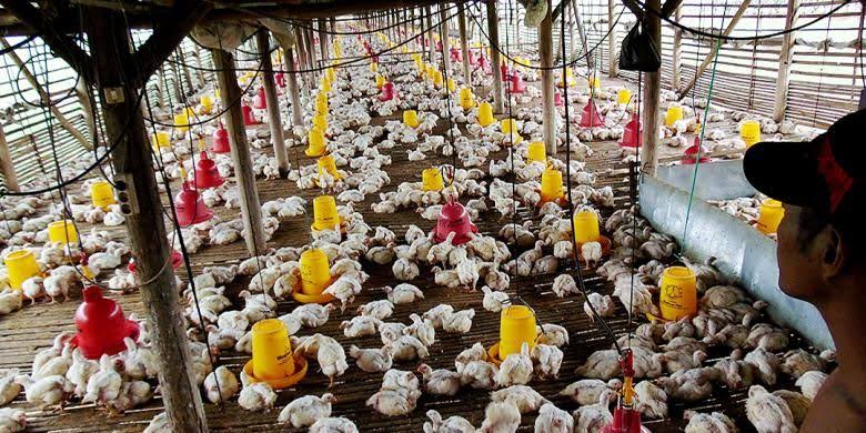 Peternak Konawe Dapat 6000 Ekor Ayam