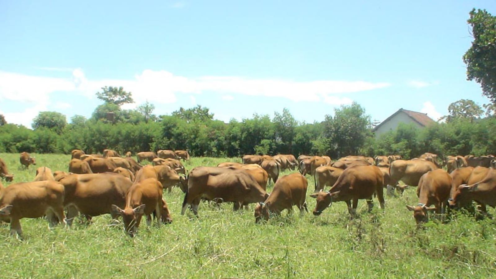Peternak Konawe Keciprat Bantuan 120 Ekor Sapi