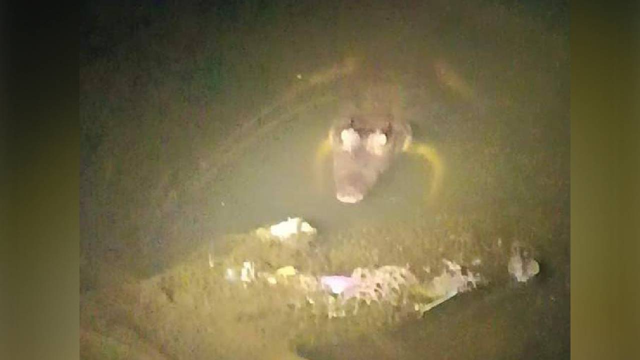 Sejumlah Buaya Muncul di Area Pemukiman Warga Bombana