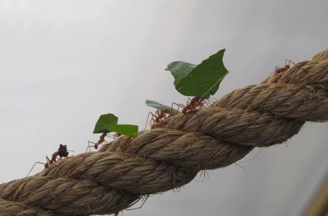 Semut Dapat Mengangkat Beban 50 Kali Lebih Berat dari Tubuhnya