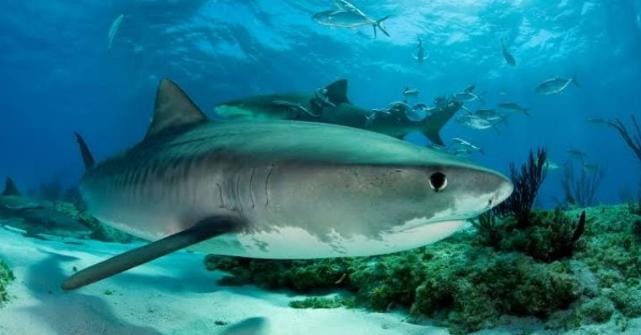 3 Fakta KTT Global di Panama Putuskan 54 Spesies Hiu Dilindungi