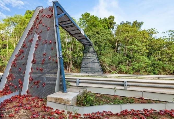 4 Fakta Menarik Migrasi Kepiting Merah di Christmas Island