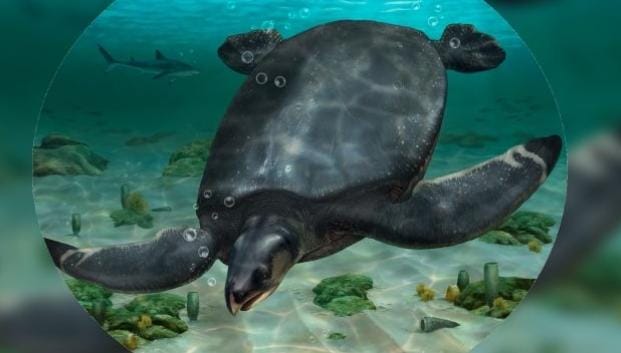 4 Fakta Penyu Raksasa yang Hidup Puluhan Juta Tahun Lalu