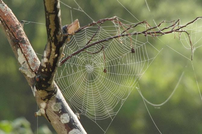 5 Cara Mudah Mengusir Laba-Laba yang Hinggap di Rumah
