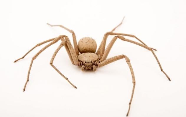 5 Spesies Laba-Laba Paling Mematikan di Dunia