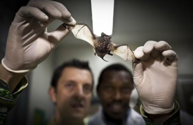 Ahli Temukan Virus Mirip COVID-19 di China