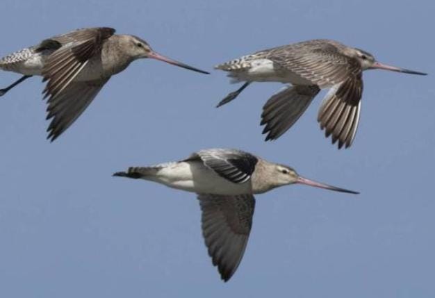 Burung Godwit Pecahkan Rekor Bisa Terbang Berhari-hari Tanpa Berhenti