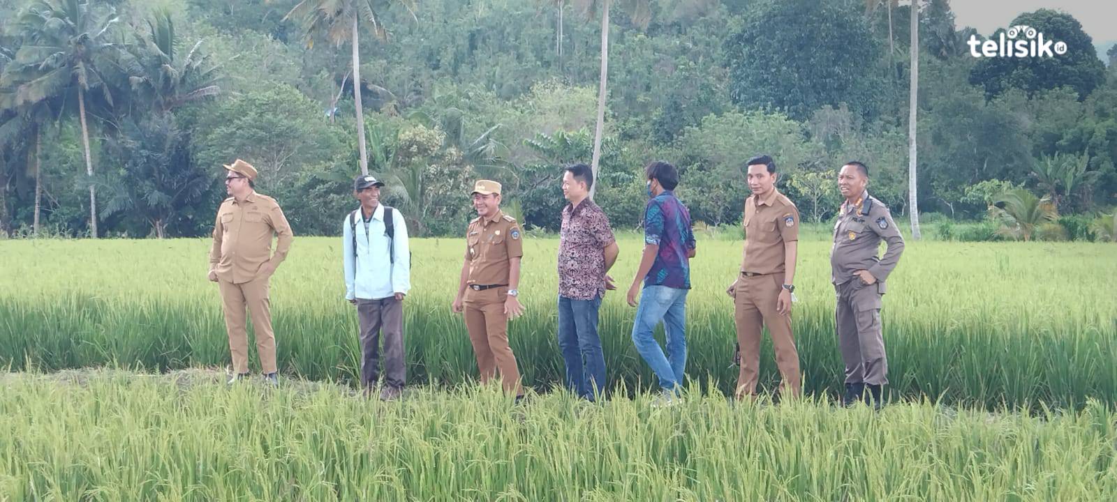 Genjot Produksi, Petani Kolaka Timur Mulai Tanam Padi Organik