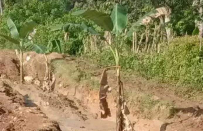 Jalan Provinsi Nusa Tenggara Timur yang Ditanami Pisang Masuk Rancangan APBD 2023