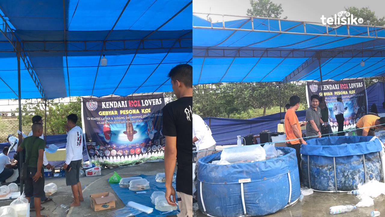 Keuntungan Budidaya Ikan Koi Capai Puluhan Juta Rupiah