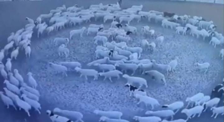 Misteri Domba Berjalan Melingkar Tanpa Henti di Mongolia