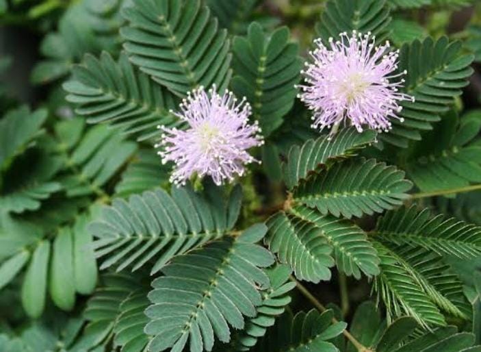 Peneliti Temukan Fakta Baru Mimosa Pudica yang Malu Saat Disentuh