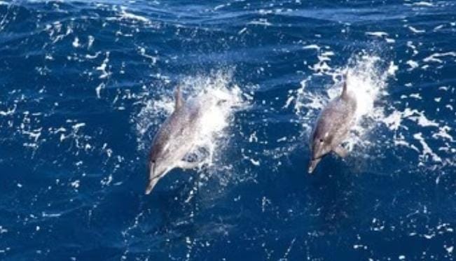 Rusia Latih Dua Hewan Laut Ini untuk Berperang