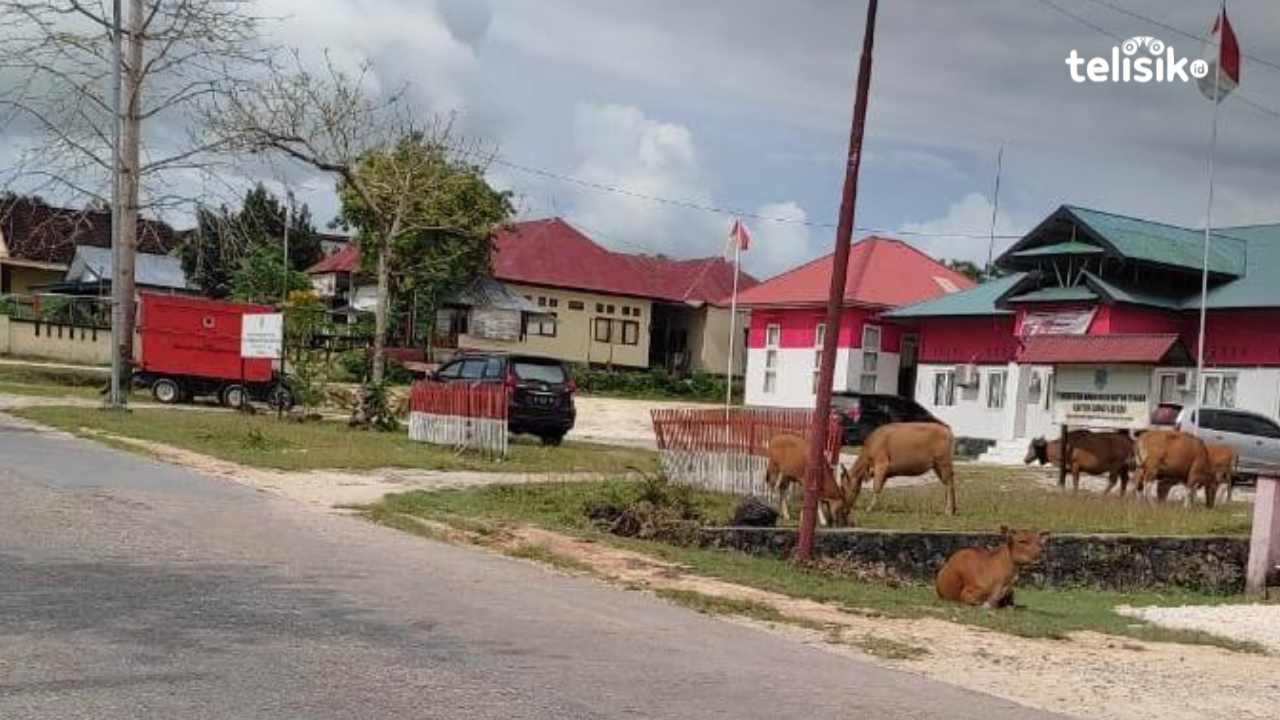 Warga Buton Tengah Keluhkan Hewan Ternak Berkeliaran di Jalan Poros