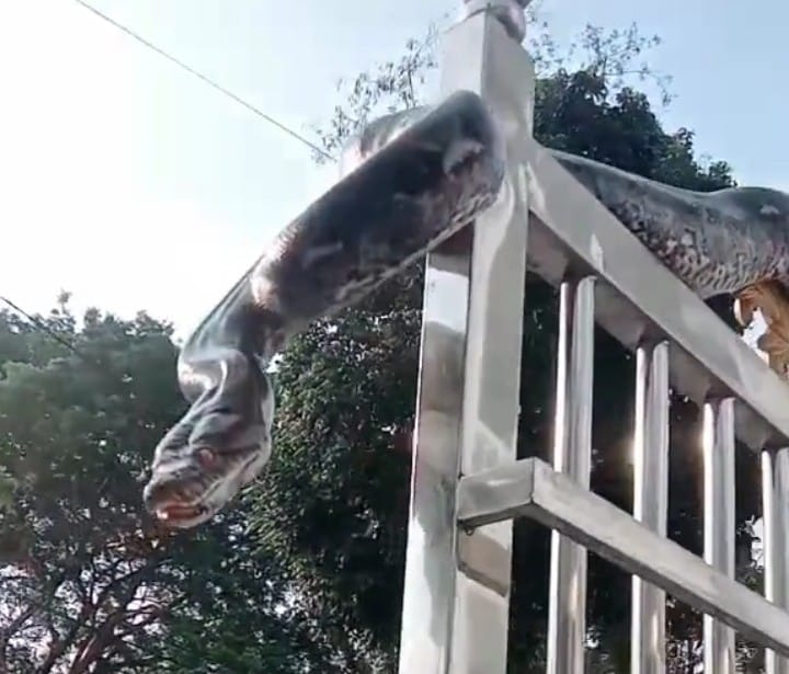 Dua Fakta Rumah Pagarnya Dijaga Ular Besar