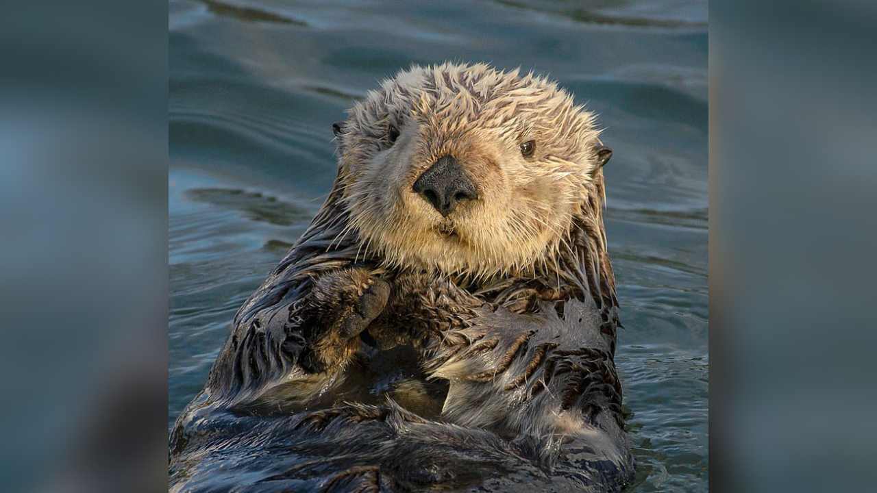 Fakta Unik Otter: Hewan Pintar yang Bisa Bantu Manusia