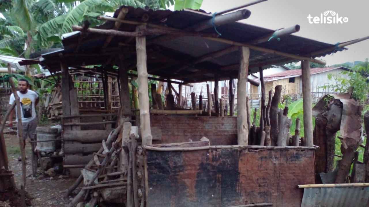 Babi Dilarang Masuk ke Manggarai untuk Tangkal Virus AFS