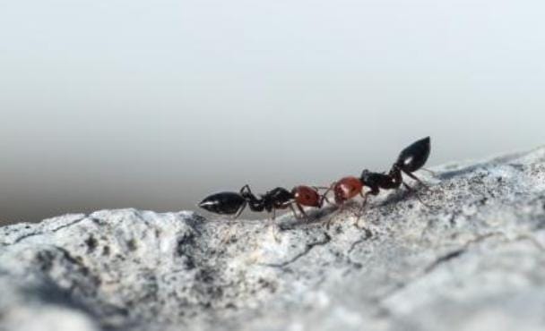 Ilmuwan Temukan Fakta Unik: Semut Bisa Deteksi Kanker dari Urine