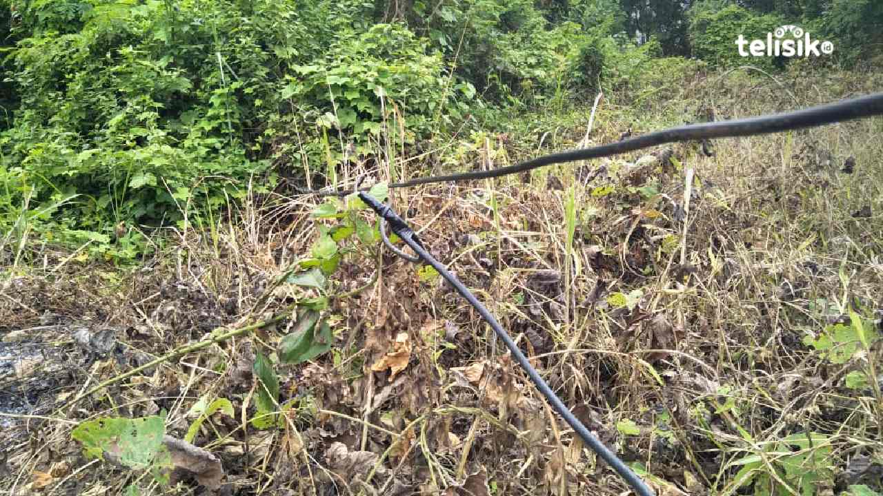 Jaringan Kabel PLN Melintang ke Tanah Tanpa Tiang Dinilai Bahayakan Warga Kendari