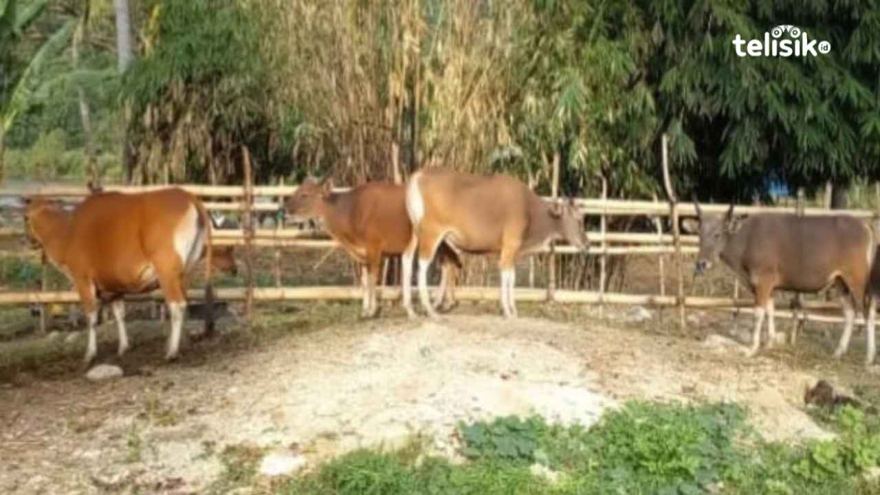 Nusa Tenggara Timur Dinyatakan Zona Hijau Bebas PMK