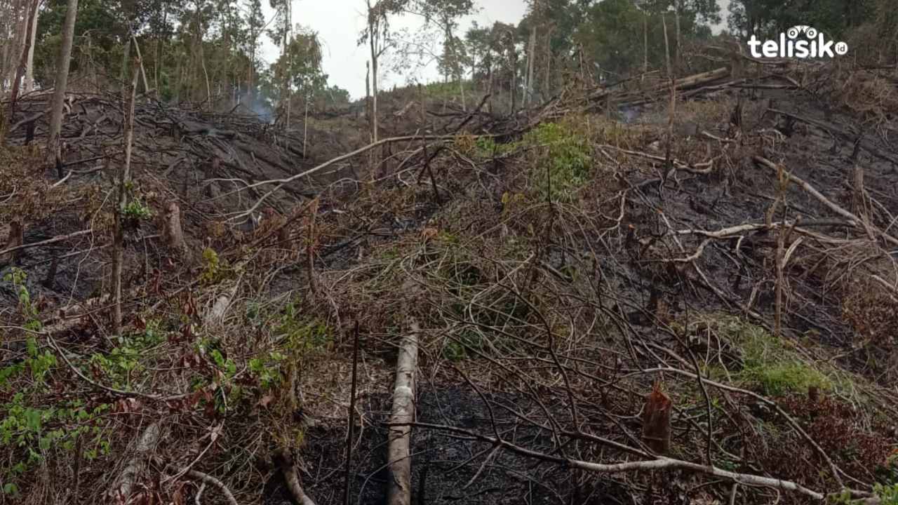 Oknum Pembakar Hutan Nanga-Nanga Kendari Disebut Sebagai Ketua Kelompok