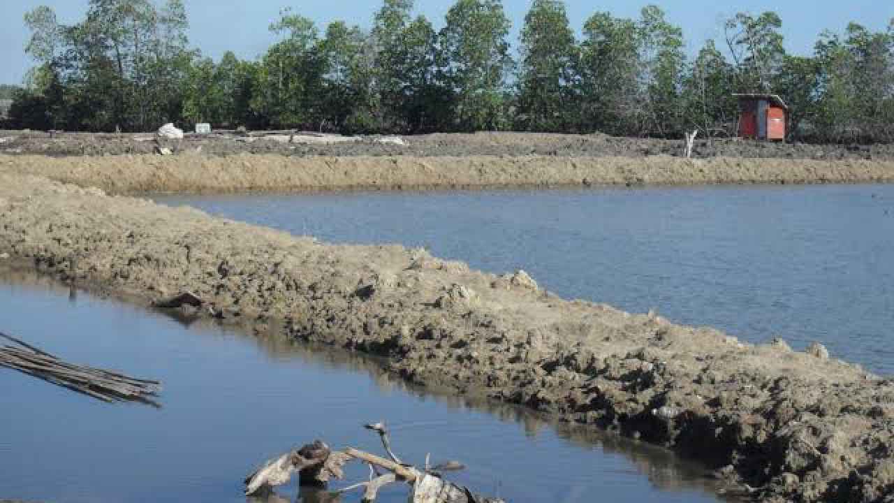 Pencetakan Tambak Udang di Muna Batal Dilaksanakan