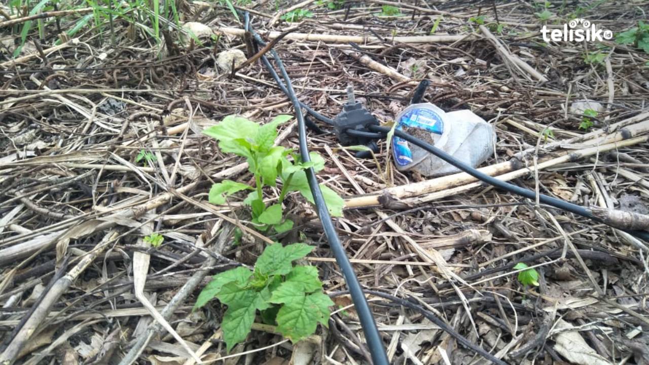 PLN Kendari Abaikan Keselamatan Masyarakat