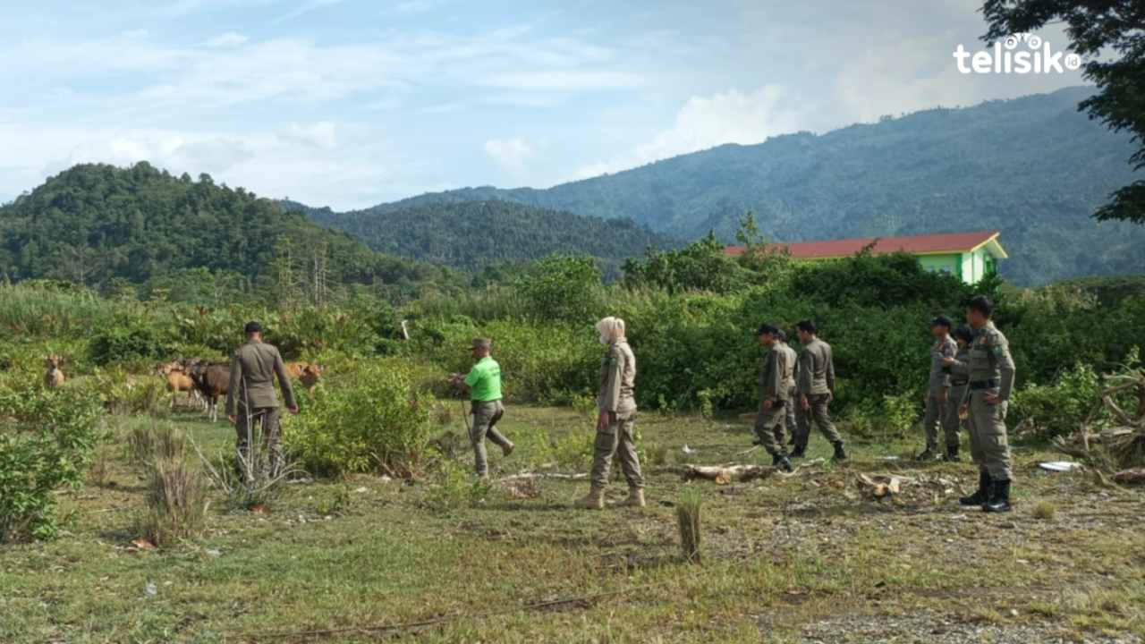 Puluhan Ekor Sapi di Kolaka Utara Ditertibkan Gegara Rusak Pemandangan Kota