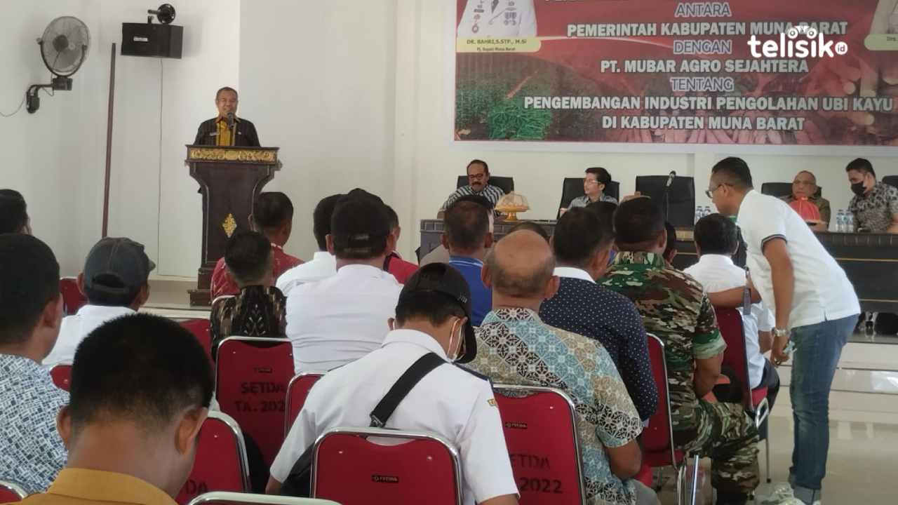 Singkong Hasil Panen Petani di Muna Barat Siap Ditampung Investor