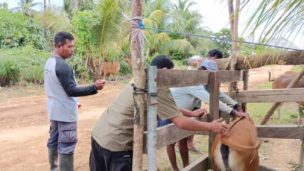 Ternak Sapi di Kolaka Timur Divaksin PMK