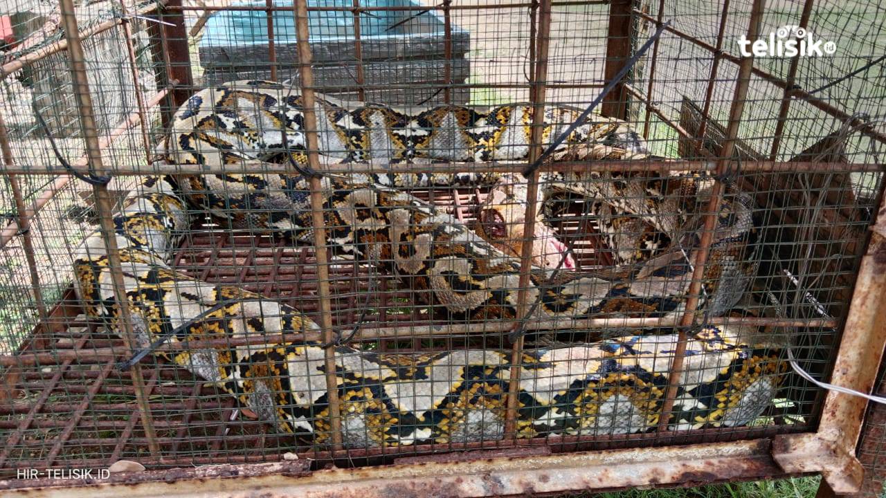 Ular Sanca 5 Meter Ditemukan di Pemukiman Warga