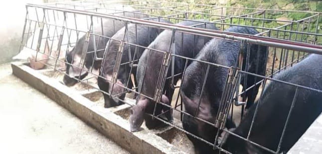 Virus Babi di Nusa Tenggara Timur Merebak, Jutaan Liter Disinfektan Didistribusi