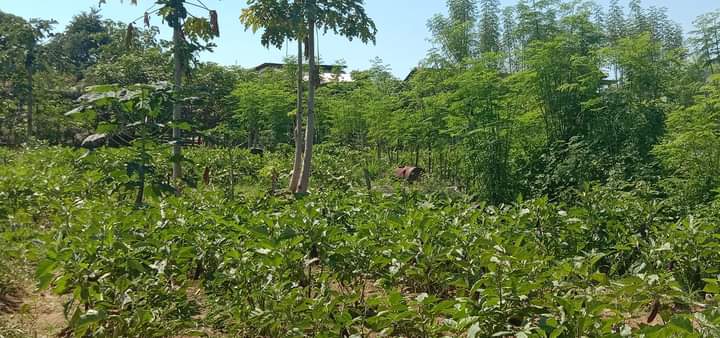 Begini Cara Nusa Tenggara Timur Antisipasi El Nino