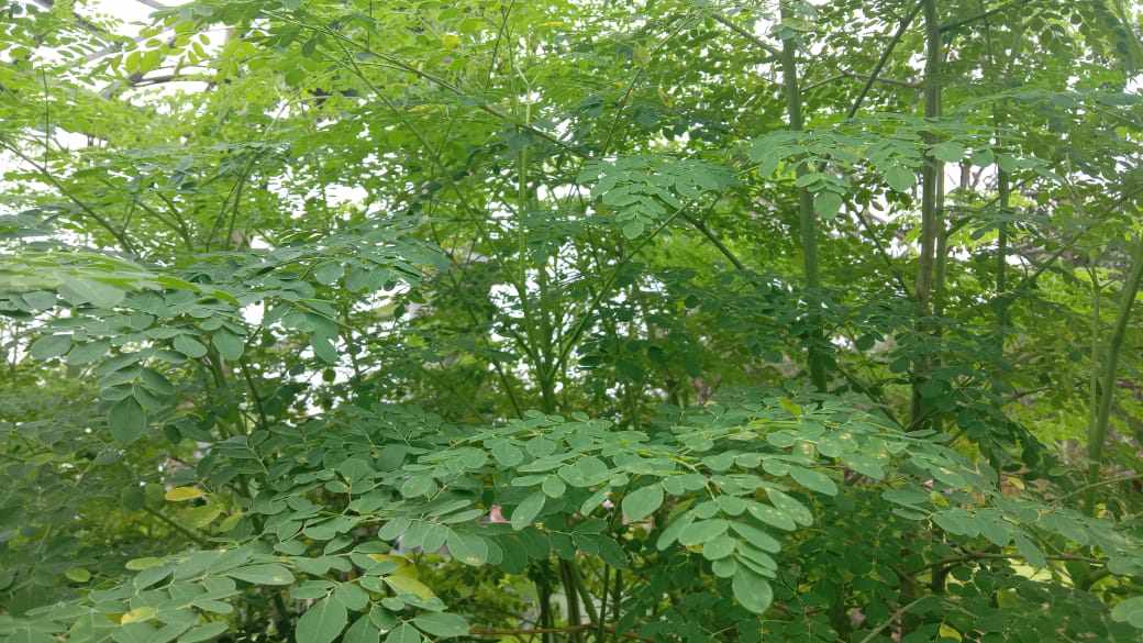 Daun Kelor Santapan Bermanfaat