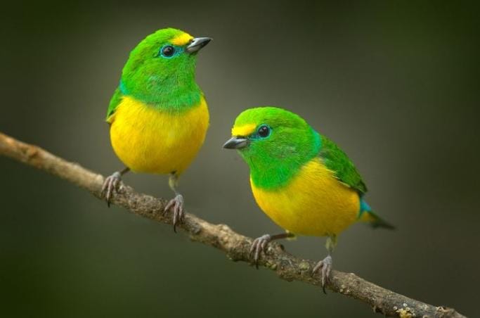 Deretan Hewan Ini Bisa Deteksi Gempa, Ada Hewan Rumahan