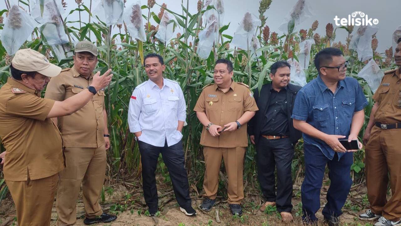 Dirjen Kementerian Pertanian Tinjau Lokasi Penanaman Sorgum di Konawe