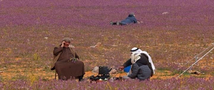 Gurun Pasir di Arab Saudi Jadi Kebun Lavender, Tanda Hari Kiamat?